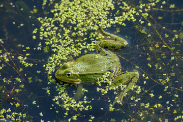 grenouilles dans le marais de Saint-Pierre le Chastel, saison des amours