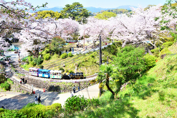 小田原城址公園子供遊園地のさくら