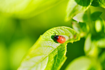 Fototapeta premium close-up. Macro photography of a Colorado potato beetle eating a potato leaf.