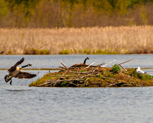 Canada Geese and nest Photo and Image.  Geese protecting their nest on a beaver lodge. Flying by the nest with spread wings and open beak. Scenery Landscape. Seagull with fish. ©  Aline