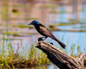 Common Grackle Image and Photo.  Close-up side view perched on a stump with blur background, in its environment. Grackle Picture.