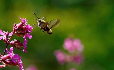 A broad-bordered bee hawk moth searching for nectar  in sticky catchfly-flowers