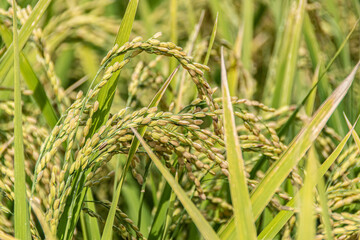 大野平野は米所