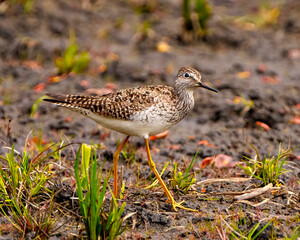 Common Sandpiper Photo and Image.  Foraging for food by the water shore in a marsh with a blurred marsh vegetation background in its environment.