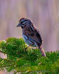 Sparrow Photo and Image.  Close up side view perched on a coniferous tree branch with a colourful background in its environment.