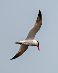 Common Tern Photo and Image.  Tern flying with blue sky and displaying white wings, orange bill and black cap in its environment. Spread wings.
