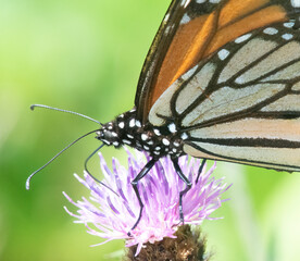 Monarch butterfly on Eight Rod Farm Trail, Tiverton, Rhode Island