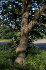 Stem of an oak tree. Uffelte Drenthe Netherlands