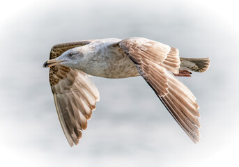Gull in flight, Fort Phoenix State Reservation, Fairhaven, Massachusetts