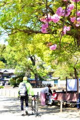 藤沢遊行寺に咲く八重桜