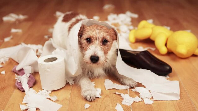 Funny, active naughty dog after biting, chewing a toilet paper and shoe. Dog mischief, urban puppy training or separation anxiety.