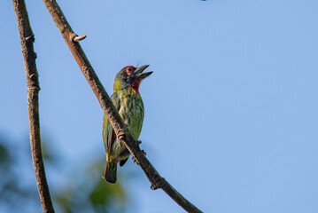 a coppersmith barbet  Megalaima haemacephala making a call on a branch with blue sky background