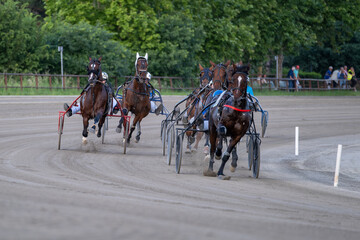 Racing horses trots and rider on a track of stadium. Competitions for trotting horse racing. Horses compete in harness racing. Horse runing at the track with rider.
