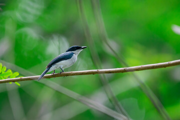 A black winged flycatcher shrike bird perching on a branch with natural bokeh background 