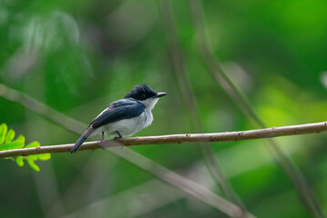 Obraz premium A black winged flycatcher shrike bird perching on a branch with natural bokeh background 