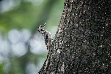 A male Fulvous-breasted woodpecker Dendrocopos macei searching for insect on pine tree surface, natural bokeh background 