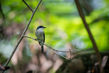 A black winged flycatcher shrike bird perching on a branch with natural bokeh background 