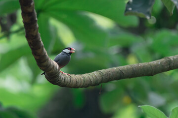 an endangered java sparrow lonchura oryzivora perching on a curved branch with natural background 