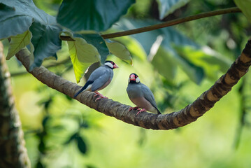an endangered java sparrow lonchura oryzivora perching on a curved branch with natural background 