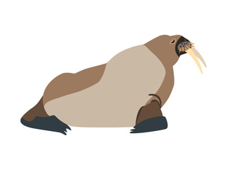 Animal illustration. Sitting walrus drawn in a flat style. Isolated object on a white background. Vector 10 EPS