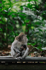 Mother long-tailed macaque holding its baby at Ubud Monkey Sanctuary, Bali