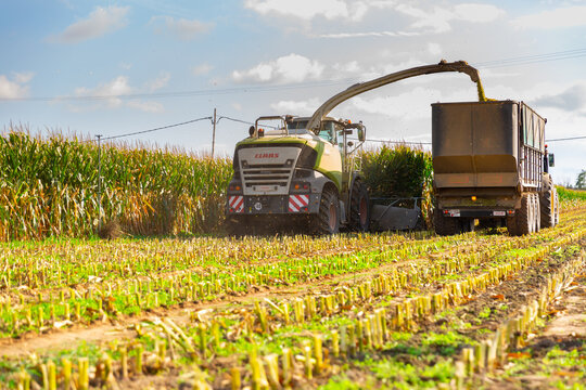PROVINCE OF GIRONA, SPAIN - OCTOBER 20, 2021: Modern header harvesting fodder corn mass, chopping it and pouring into truck body moving in parallel with combine