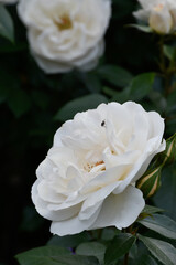White roses in mysterious moody garden during golden hour, fly insect on rose petals, white flower bud, fresh, delicate, blossoms, blooming, fragrant flowery aroma, dark green leaves.
