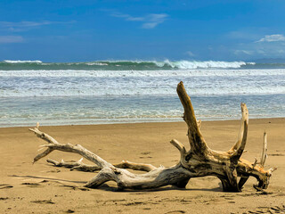 Huge ocean waves breaking on a tropical sandy beach after the arrival of a swell