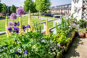 Flowering summer balcony. Growing flowers in flower pots and containers on the balcony. Blooming balconies and private gardens in Almere, The Netherlands.