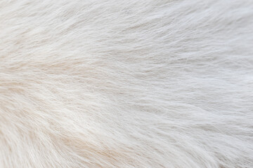 beautiful abstract white fur texture background - obrazy, fototapety, plakaty