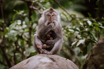 Balinese long-tailed macaque monkey holding its baby at the Sacred Monkey Forest Sanctuary in Ubud, Bali.