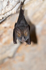 Esser false vampire bat