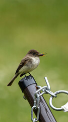 Eastern Phoebe on a fence