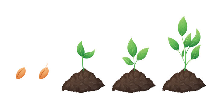 Concept of stages of seedling growth process. A set of vector isolated cartoon elements, heaps of soil with young green plant sprouts with leaves grown from a grain.