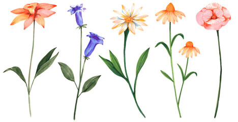 Wildflower Watercolor