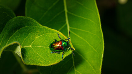 Shiny Dog Bane Leaf Beetle on Dog Bane Leaf Macro Close up - Chrysochus auratus