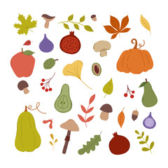 Autumn set of vector hand-drawn elements. A set of pumpkins, leaves, apples, pomegranate, pear, fig, chestnut, mushroom, acron. Fall elements.