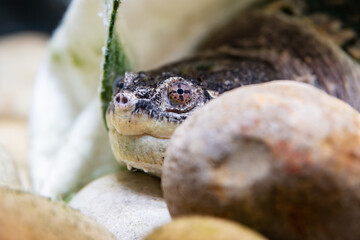 Fototapeta premium Turtle. Reptile and reptiles. Amphibian and Amphibians. Tropical fauna. Wildlife and zoology.