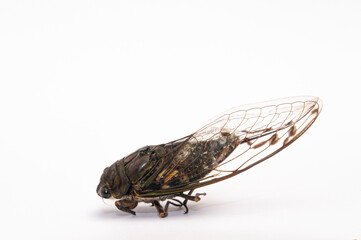 Cicada_Cigarra_in a whrite background.