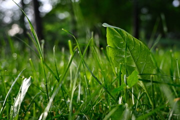 grass and leaf and sun