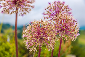 Beautiful close-up view of several globe shaped flower heads of the Allium cristophii, the Persian onion or Star of Persia. The flowering plants grow at the Bürgenstock Resort in Switzerland. - obrazy, fototapety, plakaty