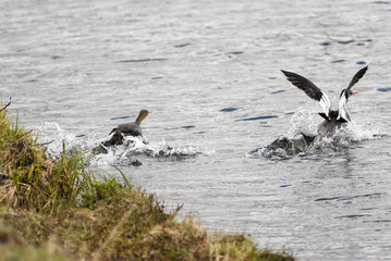 Mittelsäger (Mergus serrator) auf Island