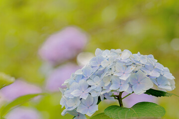 紫陽花