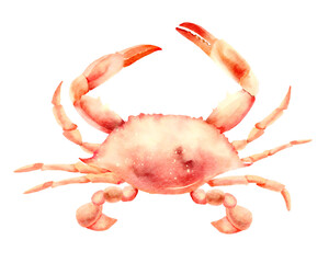 Sea crab watercolor - obrazy, fototapety, plakaty