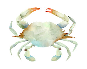 Crab Seafood Watercolor © Aekkasit watercolors