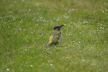 
Young  European Green Woodpecker (Picus viridis) is a member of the woodpecker family Picidae....