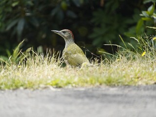 
Young  European Green Woodpecker (Picus viridis) is a member of the woodpecker family Picidae. Hanover, Germany.
