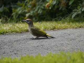 
Young  European Green Woodpecker (Picus viridis) is a member of the woodpecker family Picidae. Hanover, Germany.
