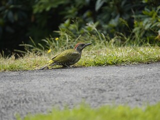 
Young  European Green Woodpecker (Picus viridis) is a member of the woodpecker family Picidae. Hanover, Germany.
