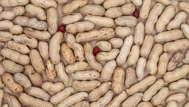 Raw Peanuts With Shells. Rotating. Close Up. Top View. 4k.